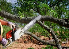 Best Tree Cabling and Bracing  in Clermont, FL