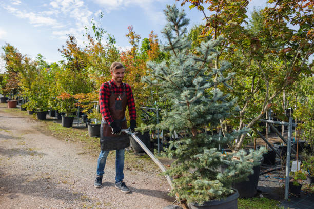 How Our Tree Care Process Works  in  Clermont, FL